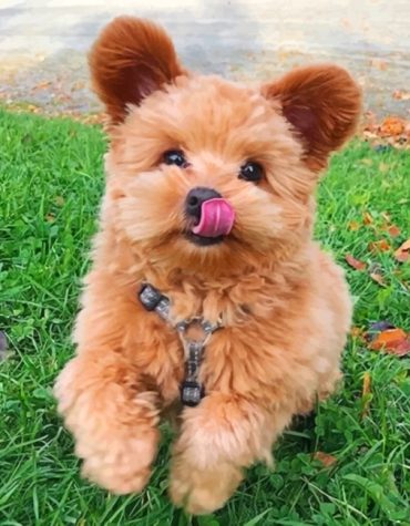 Shih Tzu Dog Paint By Numbers