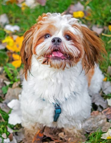 Shih Tzu Puppy Dogs Paint By Numbers