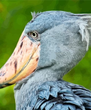 Shoebill Bird Profile Paint By Numbers