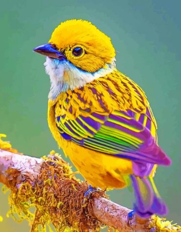 Silver Throated Tanager Bird Paint By Numbers