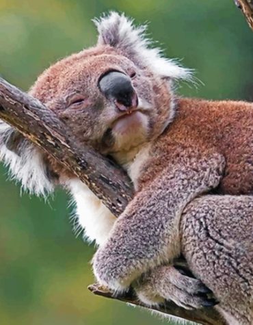 Sleepy Koala Adventure Paint By Numbers