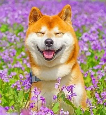 Shiba Inu Puppy Paint By Numbers