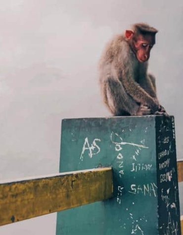Rhesus Monkey Art Paint By Numbers