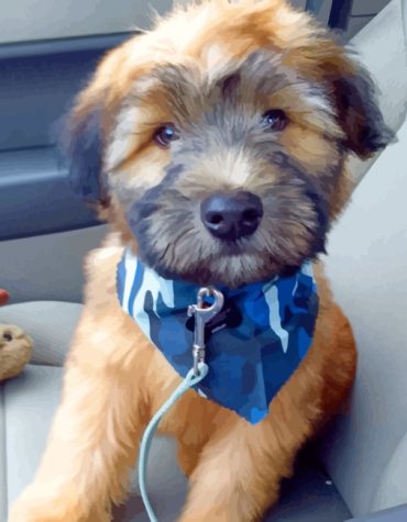 Wheaten Terrier Dogs Paint By Numbers