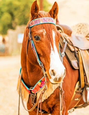 Sorrel Stallion Paint By Numbers