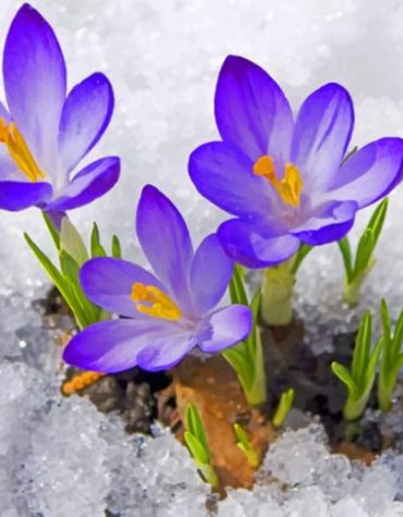 Spring Blossoms in Snow Paint By Numbers