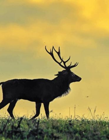 Deer Stag Paint By Numbers