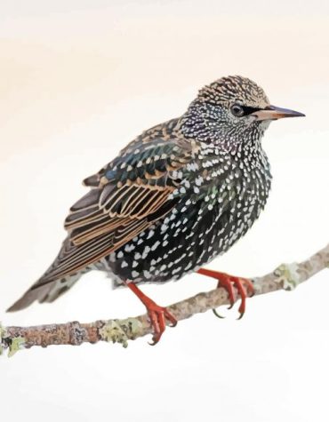 Starling Bird Wonder Paint By Numbers