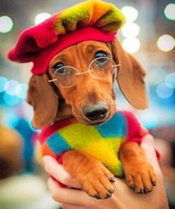 Chic Dachshund Pet Paint By Numbers
