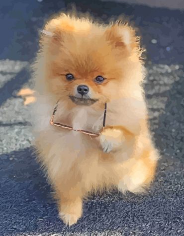 Charming Pomeranian Dog Paint By Numbers