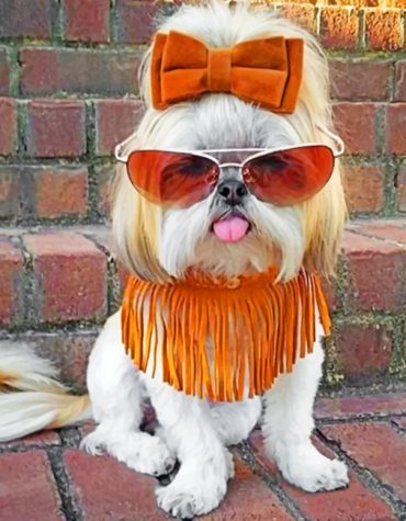 Shih Tzu Dogs Paint By Numbers
