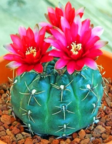 Succulent Cactus Delight Paint By Numbers