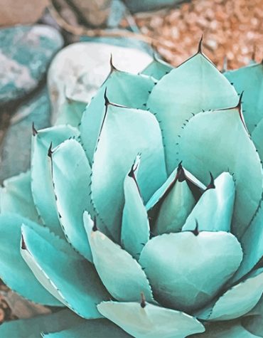 Colorful Succulent Rocks Paint By Numbers