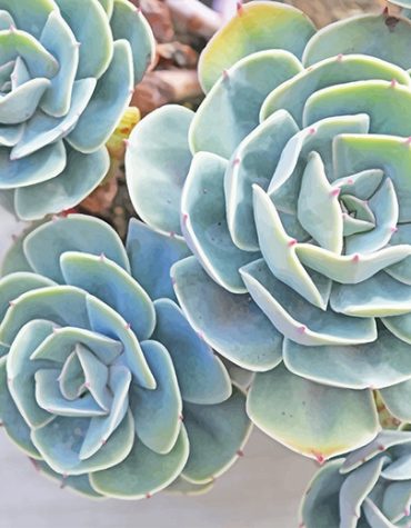 Colorful Succulent Paint By Numbers