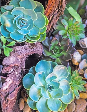 Succulent Collection Paint By Numbers
