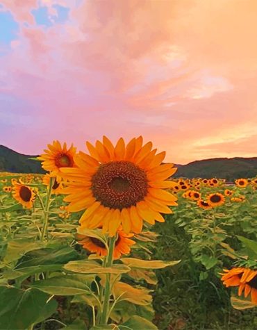 Sunflower Nature Paint By Numbers