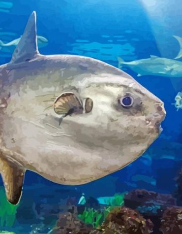Underwater Sunfish Paint By Numbers