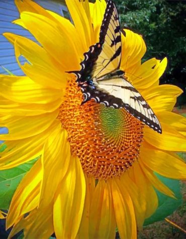 Sunflower Butterfly Delight Paint By Numbers