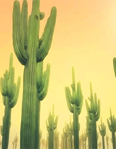 Sunny Desert Cactus Paint By Numbers