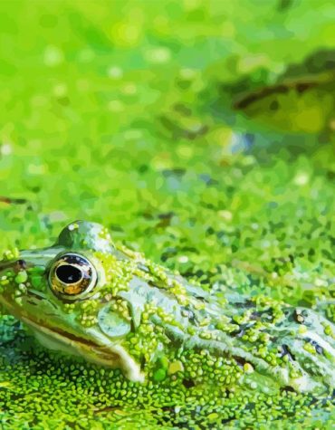 Green Swamp Frog Paint By Numbers