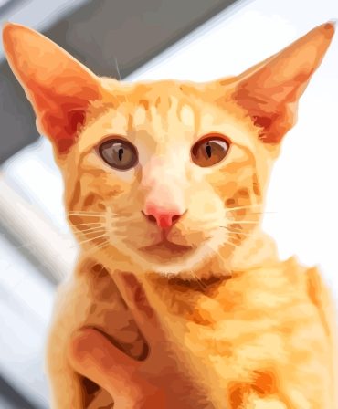 Tabby Oriental Cat Paint By Numbers