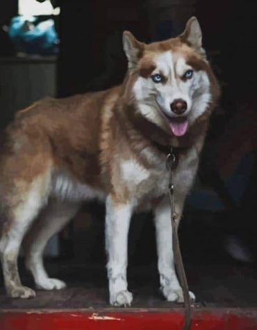 Tan Husky Animal Paint By Numbers