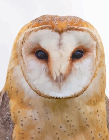 Tawny Owl Bird Paint By Numbers