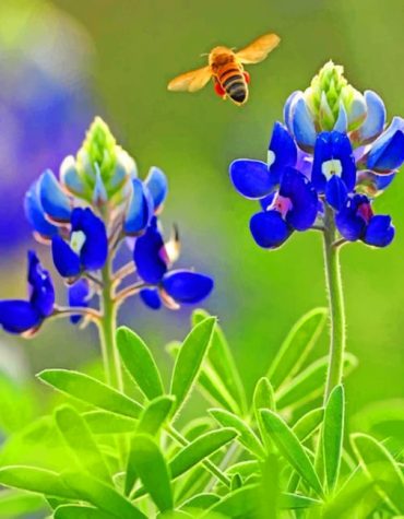Texas Bluebonnet Flowers Paint By Numbers
