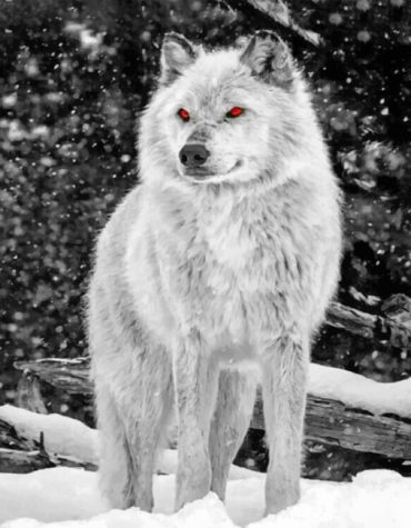 White Wolf Serenity Paint By Numbers