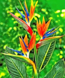 Breathtaking Bird Of Paradise Paint By Numbers