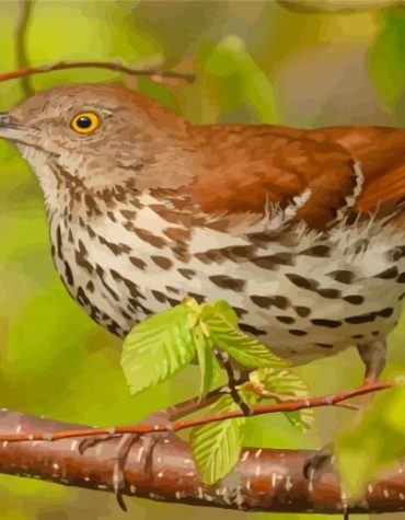 Thrasher Bird Scene Paint By Numbers