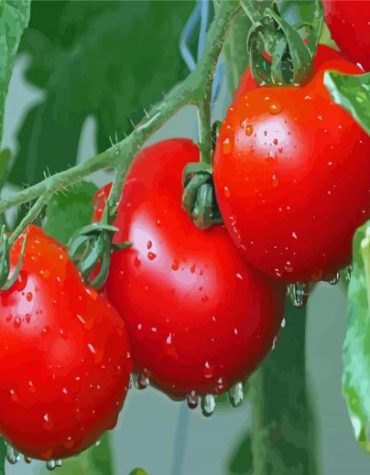 Tomato Plant Water Drops Paint By Numbers