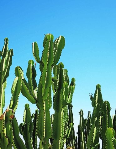 Beautiful Triangle Cactus Paint By Numbers