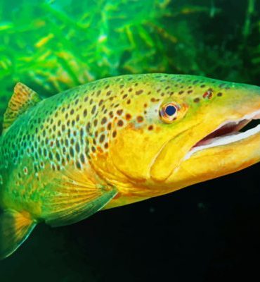 Trout Fish Wonders Paint By Numbers