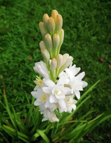 Tuberose Bloom Paint By Numbers