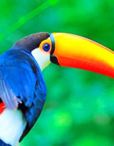 Toucan Birds Paint By Numbers