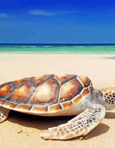 Turtle Beach Scene Paint By Numbers
