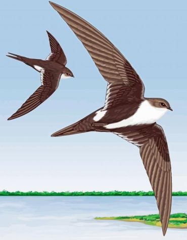 Graceful Swift Birds Paint By Numbers