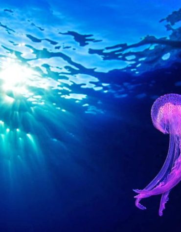 Blue Purple Jellyfish Paint By Numbers