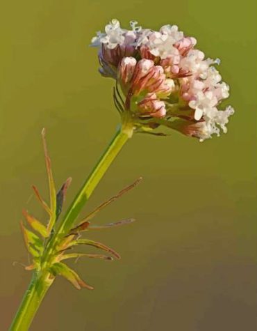 Valerian Flower Art Paint By Numbers