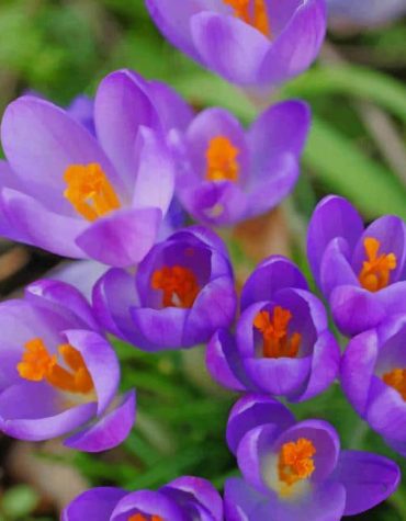 Crocus Vernus Blooming Paint By Numbers