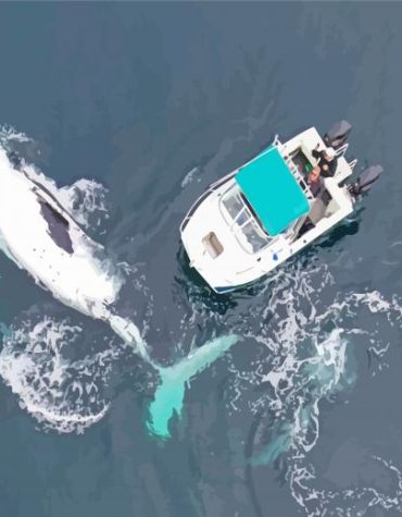 Majestic Whale Boat Paint By Numbers