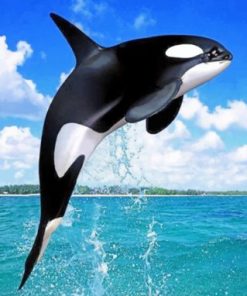 Majestic Killer Whale Paint By Numbers