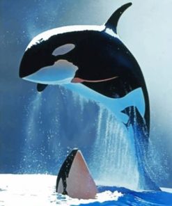 Majestic Killer Whales Paint By Numbers