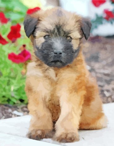 Wheaten Terrier Pet Paint By Numbers