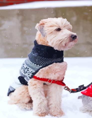 Wheaten Terrier Pet Paint By Numbers