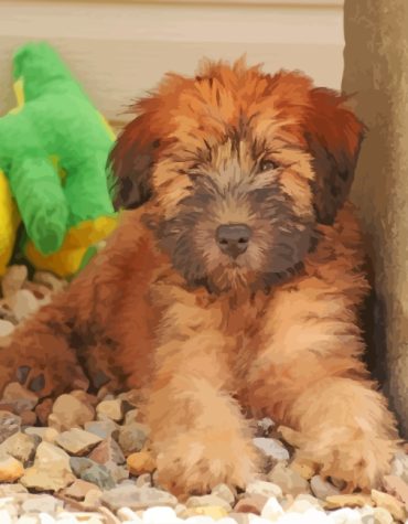 Wheaten Terrier Dog Paint By Numbers