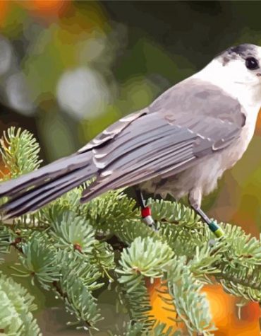Grey Jay Bird Paint By Numbers