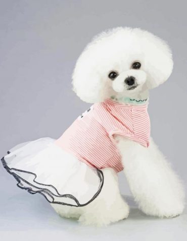 White Dog Puppy Paint By Numbers