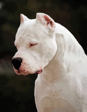 White Dogo Puppy Paint By Numbers